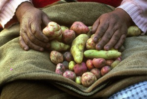 foto aardappelen