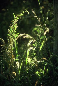 Gras en zonlicht, Argentinië      